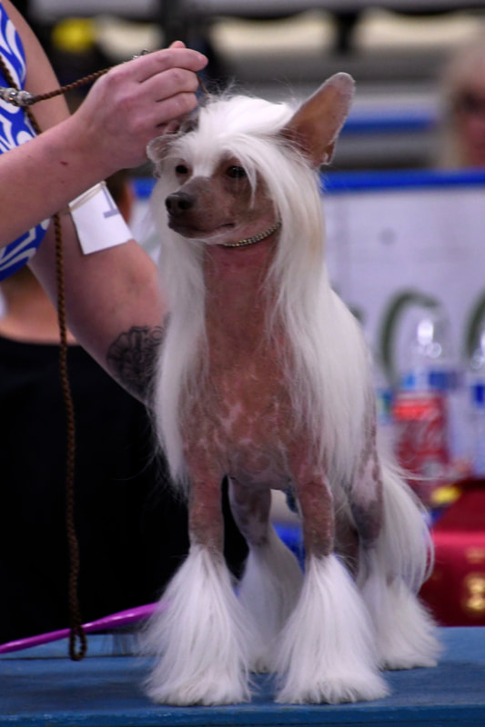 Chinese Crested