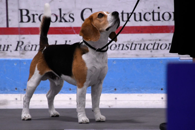 Beagle