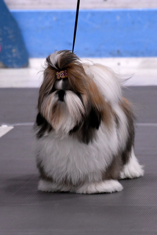 Shih Tzu