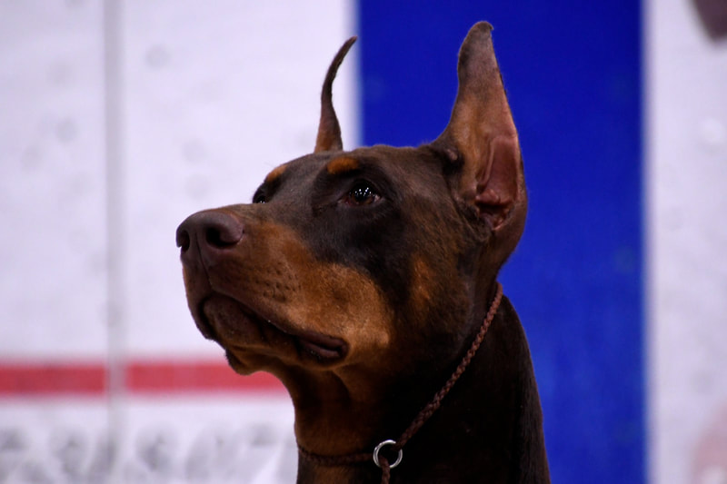 Doberman