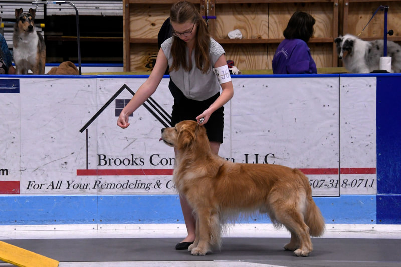 Golden Retriever and Handler