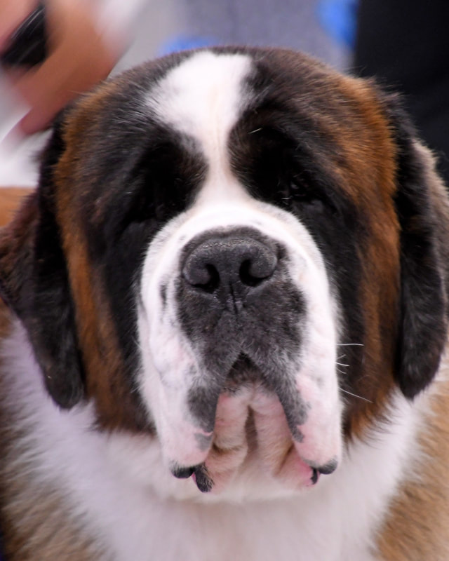 Saint Bernard