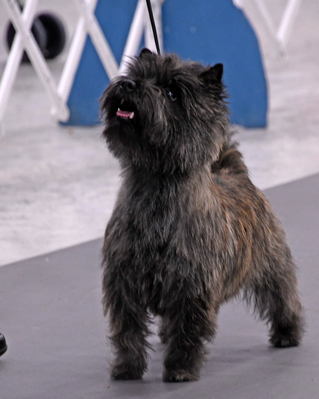 Carin Terrier