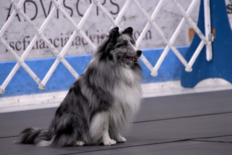 Shetland Sheepdog - blue merle