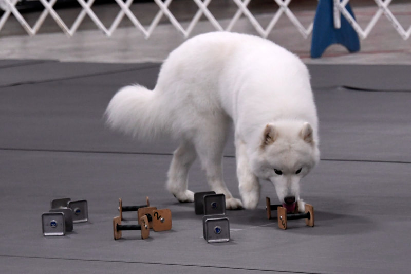 American Eskimo Dog - Doing Articles at Obedience Trial