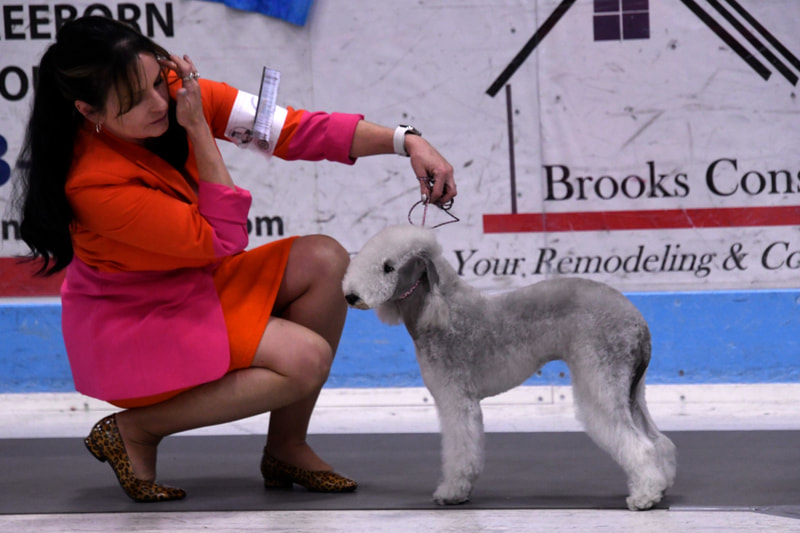 Bedlington Terrier and Handler