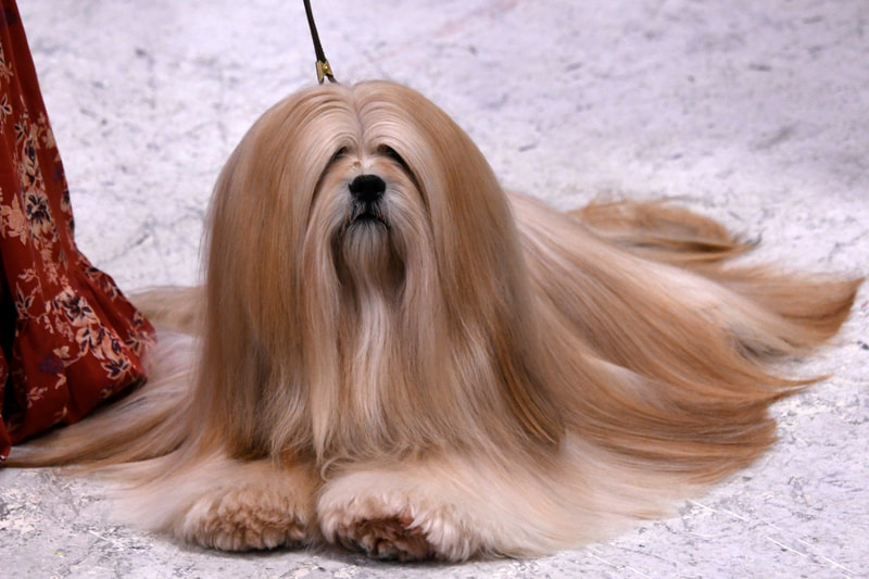 Lhasa Apso