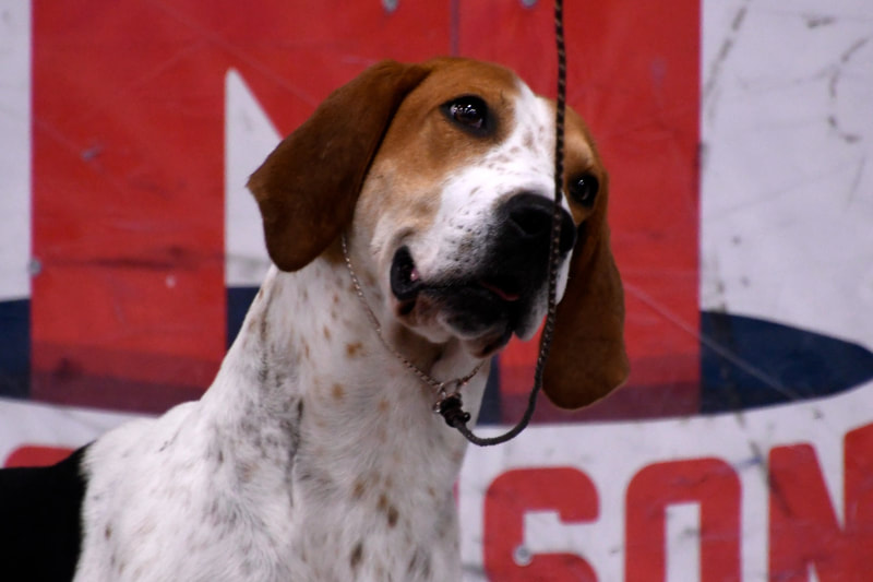 English Foxhound