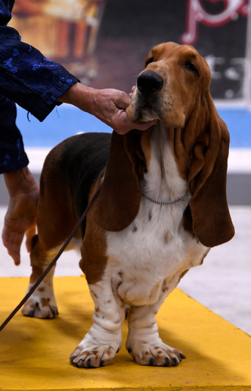 Basset Hound