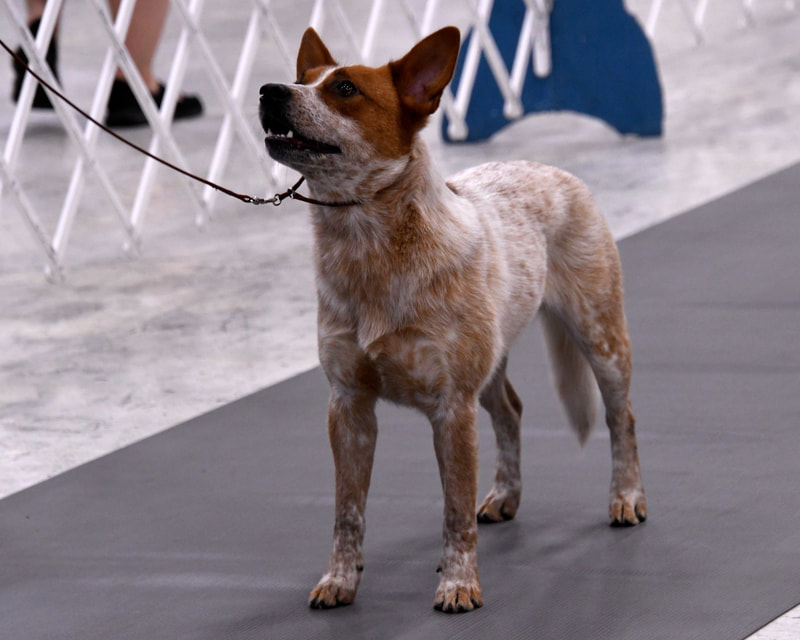 Australian Cattle Dog