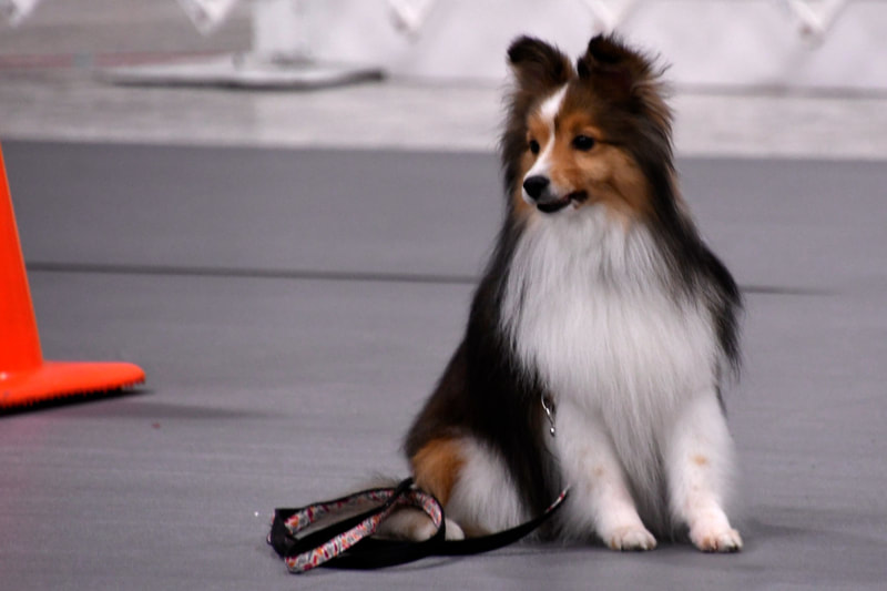 Shetland Sheepdog