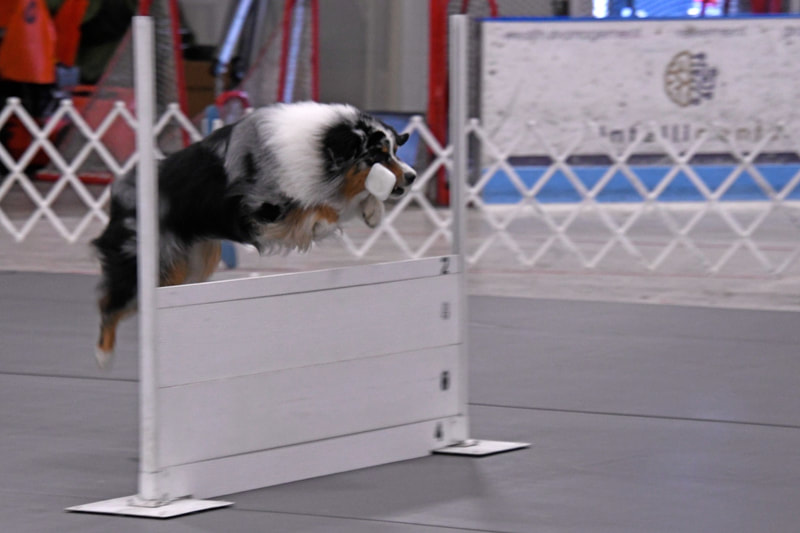 Australian Shepherd / Obedience Trial