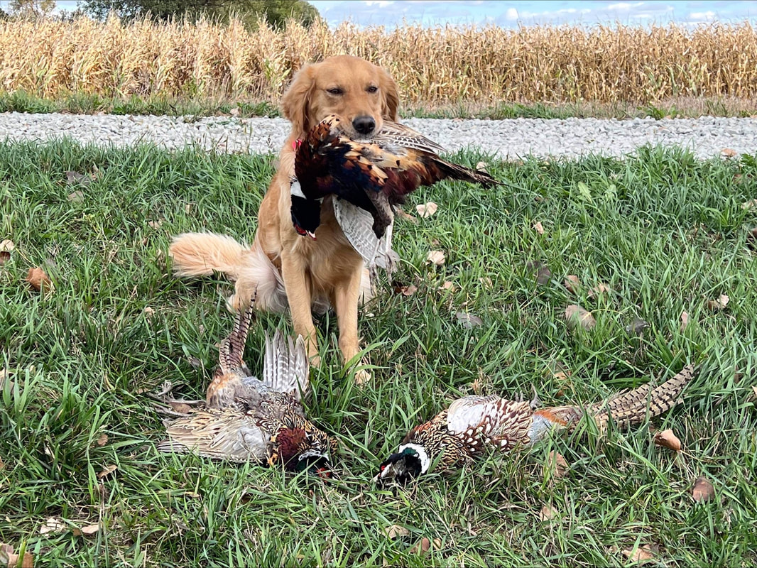 Kennel Club of Freeborn County - Home