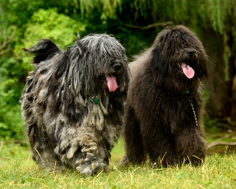 Hagrid(left) & Maxime(right)